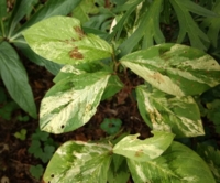 Persicaria filiformis 'Painters Palette'