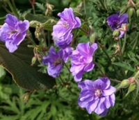 Geranium pratense 'Plenum Caeruleum'