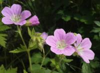 Geranium sylvaticum - Kirstens Pink