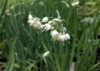 Allium cernuum 'White Master'