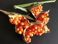 Iris foetidissima