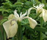 Iris pseudacorus 'Mrs E. Turnipseed'