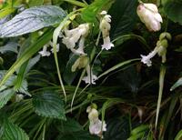 Strobilanthes nutans