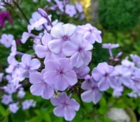 Phlox paniculata 'Morgengrauen’