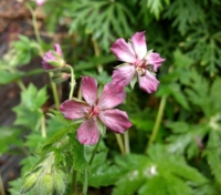 Geranium phaeum 'Plumcake'
