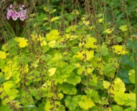 Tolmiea menziesii 'Taff's Gold'