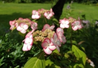 Hydrangea serrata 'Kiyosumi'