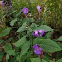 Strobilanthes rankanensis