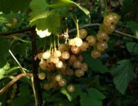 Ribes rubrum 'Vit Jätte'