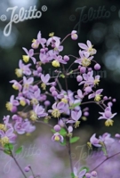 Thalictrum rochebrunianum var. grandisepalum
