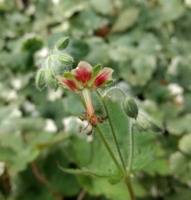 Geranium shensianum