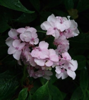Hydrangea serrata 'Bungo Temari'