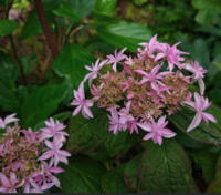 Hydrangea serrata 'Tosa-no-mahoroba'