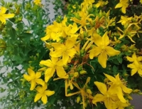 Hypericum perforatum 'Topas'