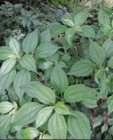 Pilea angulata subsp. petiolaris