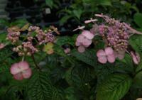 Hydrangea serrata 'Miniros'