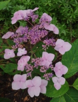 Hydrangea 'Summergate'