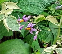 Solanum dulcamara 'Variegata'