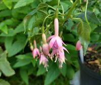 Fuchsia 'Whiteknights Pearl'