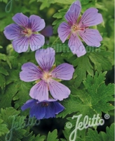 Geranium gymnocaulon