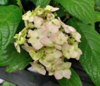 Hydrangea serrata 'Akishino Temari'