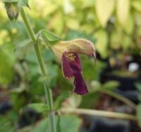 Salvia x 'Amber'