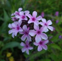 Phlox paniculata 'Ingeborg'