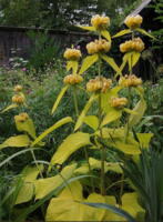 Phlomis russeliana - gult løv