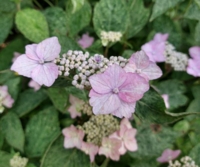 Hydrangea serrata 'Yama Ajisai'