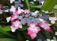 Hydrangea serrata 'Beni-Gaku'