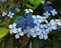 Hydrangea serrata 'Blue Bird'