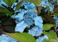Hydrangea serrata 'Blue Deckle'
