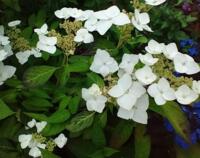 Hydrangea serrata 'Shiro-gaku'