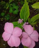Hydrangea serrata 'Tokara-no-sora'