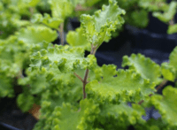 Teucrium scorodonia 'Crispum'