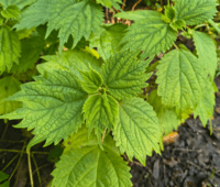 Boehmeria sp.ex 'Great Dixter'