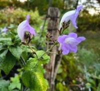 Strobilanthes atropupurea 'Bicolor'