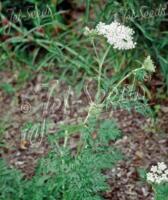 Selinum carvifolia