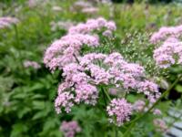 Chaerophyllum hirsutum var. roseum