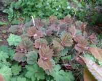 Boehmeria plantanifolia