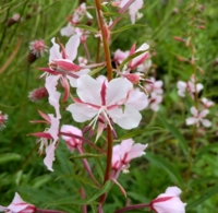 Epilobium angustifolium 'Stahl Rose'