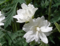 Geranium pratense 'Plenum Album'