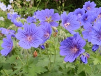 Geranium x magnificum 'Rosemoor'