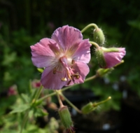 Geranium phaeum 'David Martin'