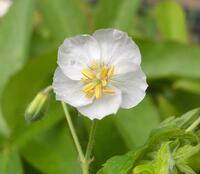 Geranium phaeum 'Green Ghost'