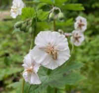 Geranium phaeum 'Ray of Light'