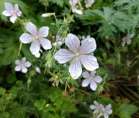 Geranium 'Summer Cloud'